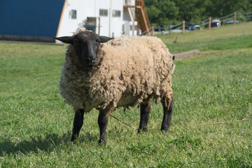 蔵王ハートランド zao heartland in miyagi japan