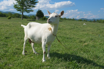 Obraz premium 蔵王ハートランド zao heartland in miyagi japan