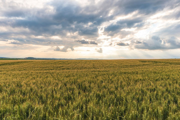 Field of Golden wheat under the blue sky and clouds
