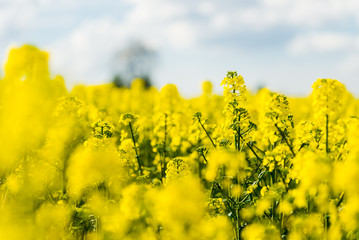 Spring country landscape. View of the blooming rapeseed field and forest in the background on a...