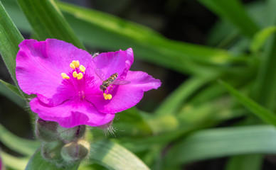 Small fly on a magenta spiderwort flower with a blurred leafy green background