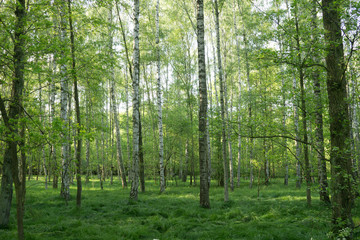 green birch forest in spring