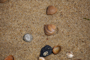 Muscheln am Strand