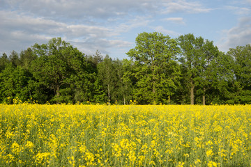 rapeseed fields in spring
