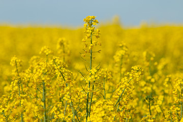 Yellow rapeseed field in spring summer. Yellow small Rapeseed blossoms. Field of rapeseed. Canola.