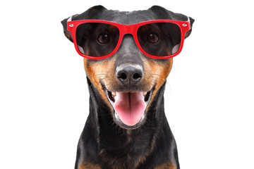 Funny dog breed Jagdterrier in a red sunglasses isolated on white background