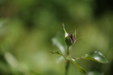 spider on leaf