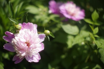  pink peonies on green blurry leaf background
