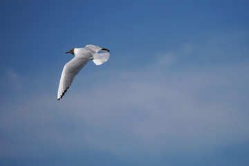 Fliegende Möwe