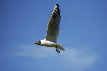 Möwe im Himmel