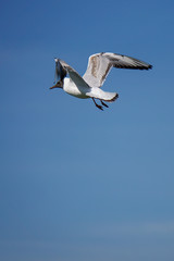 Möwe
