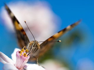 Colorful butterfly feeding on a bright pink. Painted Lady butterfly (vanessa cardui) macro, blue...