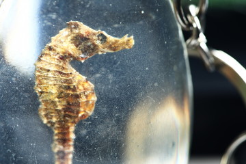 Seahorse dead body stuffed in the hard resin scene.