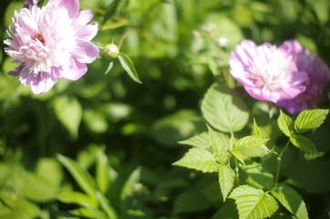  pink peonies on green blurry leaf background