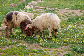 Obraz premium Sheeps in a meadow on green grass in the village near the Mardin, Turkey. 