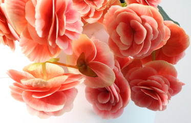 Pink terry flowers begonias.