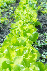 Butterhead Lettuce salad plant, hydroponic vegetable leaves. fresh green salad in soil and pots, fresh green salad in soil and pots, green vegetable. vertical photo