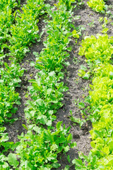 Fototapeta na wymiar Butterhead Lettuce salad plant, hydroponic vegetable leaves. fresh green salad in soil and pots, fresh green salad in soil and pots, green vegetable. vertical photo