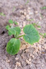 Cucumber bush in the garden. copy space. vertical photo