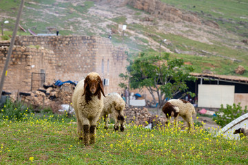 Sheeps in a meadow on green grass in the village near the Mardin, Turkey. 
