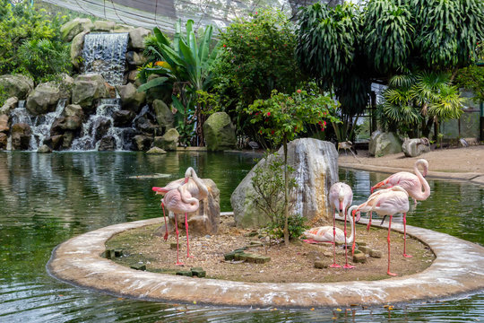 Pink flamingos on the lake with a waterfall in Kuala Lumpur bird park