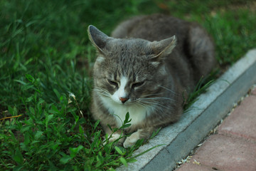 Portrait of a gray white cat lying on the green grass