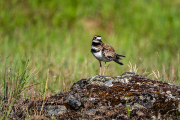 Killdeer At Turnbull National Wildlife Refuge.