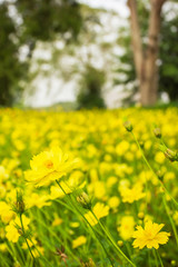 Blooming yellow cosmos field in summer.