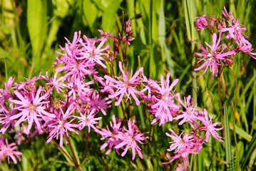 Pink flowers of Ragged-Robin (Lychnis flos-cuculi) in a meadow