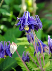 Close up of blue flowers of granny’s bonnet or columbine (Aquilegia)