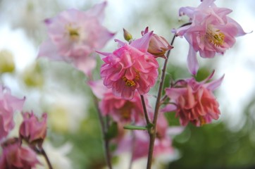 Close up of double pink flowers of granny’s bonnet or columbine (Aquilegia)