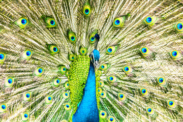 Fototapeta premium Proud blue peacock showing beautiful feathers