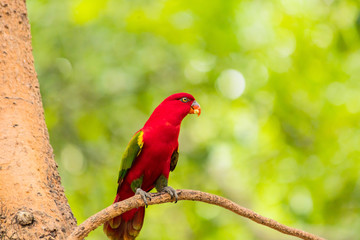Beautiful colorful Pair Lovebirds parrots on branch. Colorful Love parrot couple
