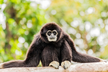 White handed Gibbon sitting in a tree