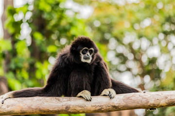 White handed Gibbon sitting in a tree