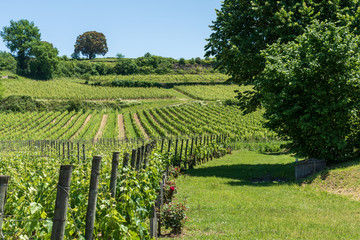 SAINT-EMILION (Gironde, France), vignobles du village