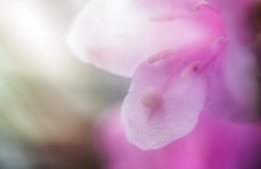 Soft focus flower in pastel colors blurred background