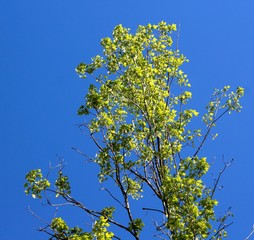 The top of a spring green tree with the blue sky.
