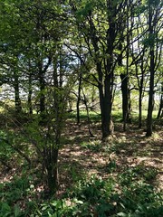 Scenic hike through lush green landscapes to the Kreuzberg (Calvary) pilgrimage site in Bavaria's Rhön (Rhoen) region (Germany) on a summer day