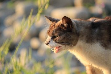 夕陽に照らされた猫ちゃん