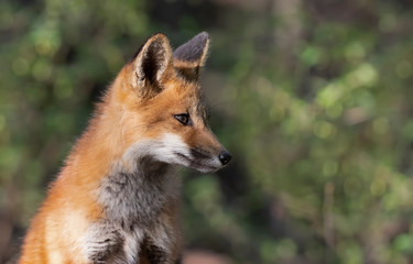 Red fox kit (Vulpes vulpes) standing by the den deep in the forest in early spring in Canada