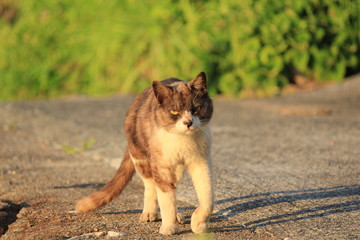 Fototapeta premium 夕陽に照らされた猫ちゃん