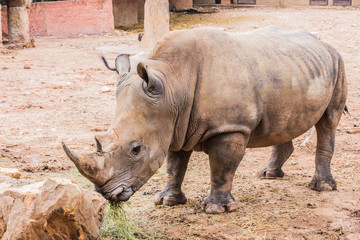 Obraz premium Big rhino in the zoo side view photo.