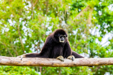White handed Gibbon sitting in a tree