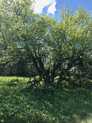 Scenic hike through lush green landscapes to the Kreuzberg (Calvary) pilgrimage site in Bavaria's Rhön (Rhoen) region (Germany) on a summer day