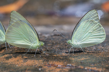 Common Gull (Cepora nerissa) butterfly in nature background.Butterfly eating water on the rock in the forest.
