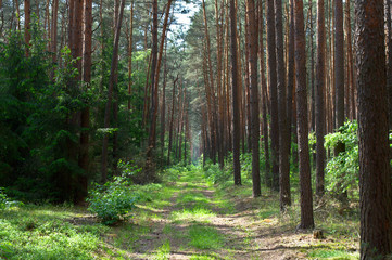 Fototapeta na wymiar Grass path in a pine forest, Poznań, Poland