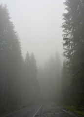Obraz na płótnie Canvas fog in the fir forest