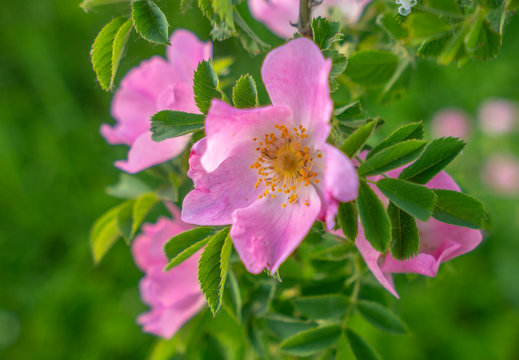 Bright pink flowers of wild rose on the background of green leaves