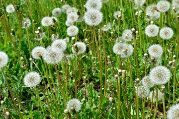 Fototapeta premium Flowers and leaves of garden and field plants.